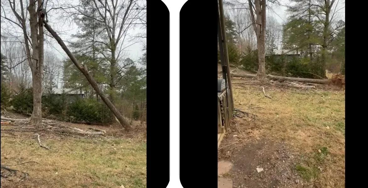 Before and after wooded lot clearing showing removed fallen trees and debris