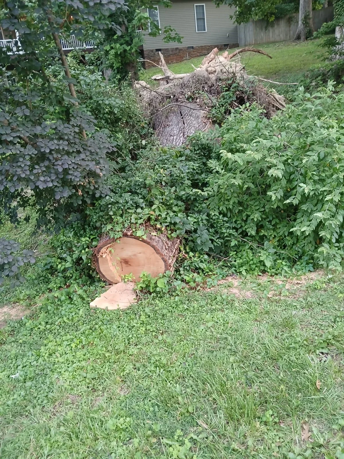 Before photo showing overgrown yard with fallen tree debris and dense vegetation covering the ground