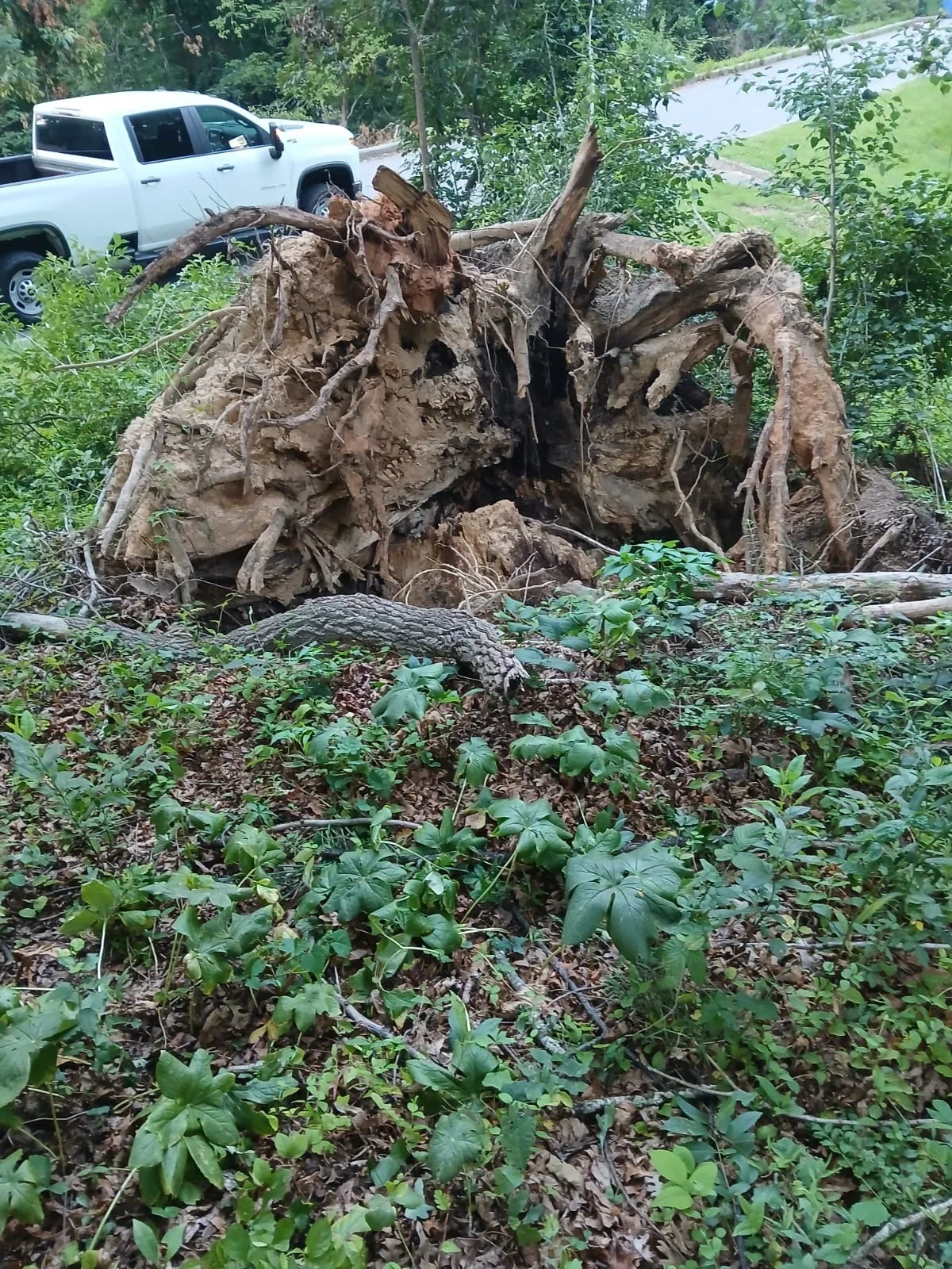 Large uprooted tree stump with exposed root ball and soil removed from wooded yard